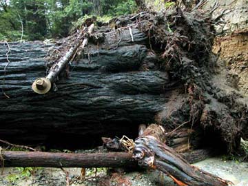 Photo of fallen redwood tree
