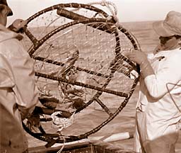 [photo of two men with crab pot]