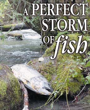 A Perfect Storm of Fish