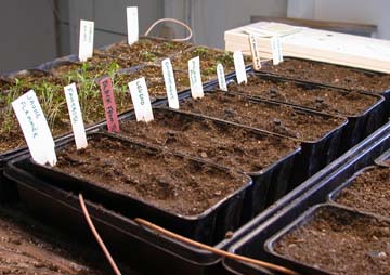 [photo of seedling trays with labels]