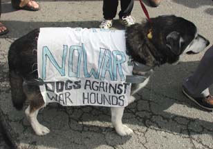 Dog wearing sign reading "No war - Dogs against war hounds"