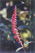 photo of salvia confertiflora