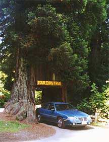 Tour-thru tree with car emerging