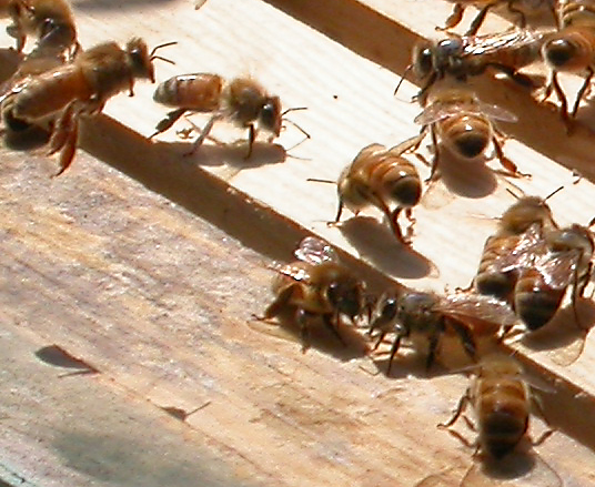 Photo of honeybees
