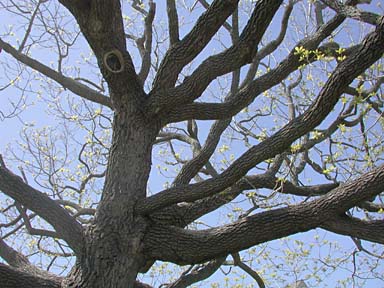 photo of walnut tree branches