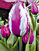 Photo of a tulip