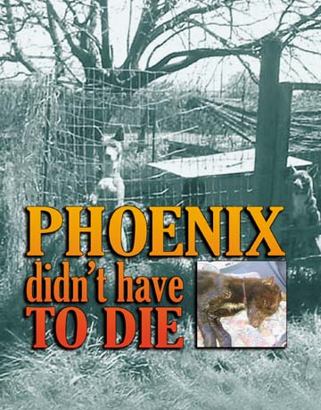 Phoenix didn't have to die: how the system failed