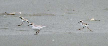 [three young plovers running on sand]