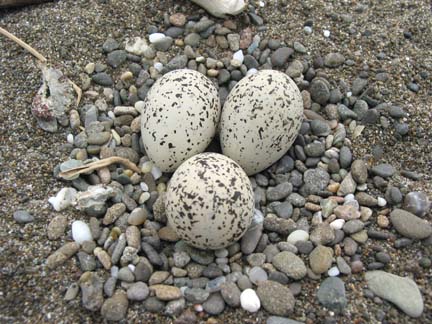[eggs in plover nest]