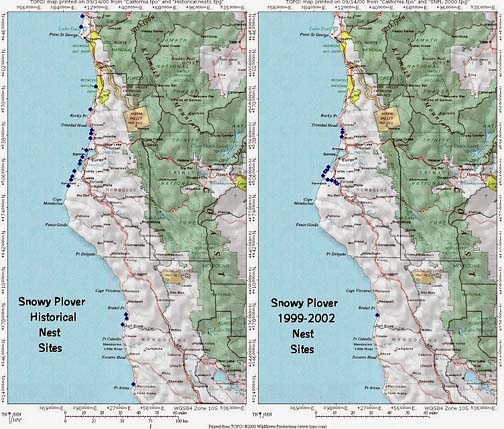 [Two maps: one showing California Snowy Plover Historical Nest Sites, which are situated strictly on the coastline, as far south as Pt. Arena and north to Point St. George. The other map shows Snowy Plover Nest Sites 1999-2002, where nests are only within area between Rocky Point and Eel River, and nesting up the mouth of the Eel.]