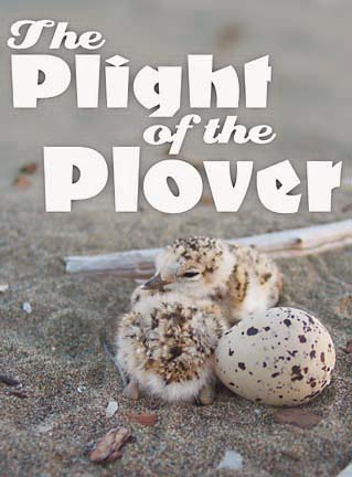 The Plight of the Plover [chicks on nest]