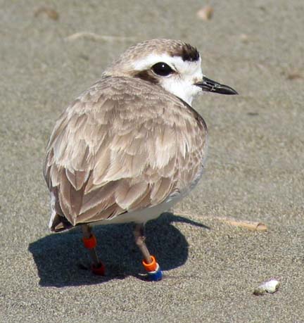 [Snowy Plover standing in sand, bands on legs]