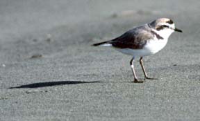 [plover on sand]
