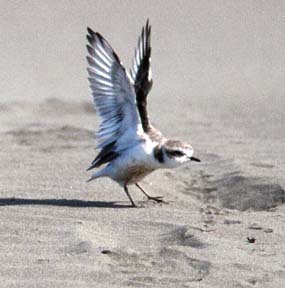 [plover opening its wings]