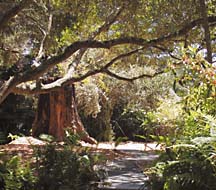 Photo of Hodgkins' garden
