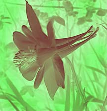 columbine flower