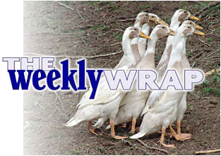 Heading: The weekly wrap, photo of runner ducks