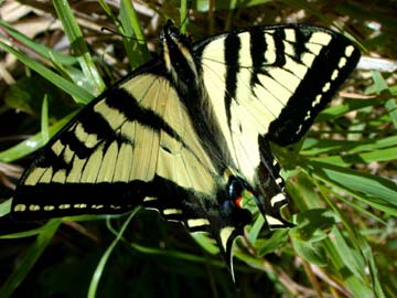 [swallowtail butterfly]