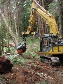 Dangle-head falling machine at work in forest