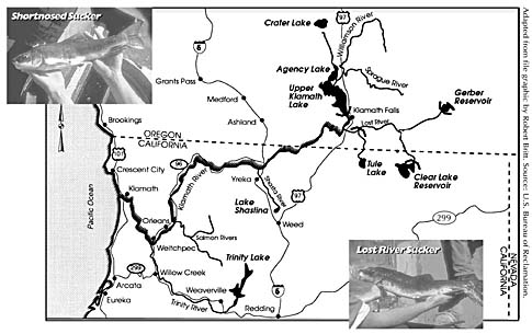 [map of Klamath Basin area, with photos of Shortnosed Sucker fish and Lost River Sucker fish]