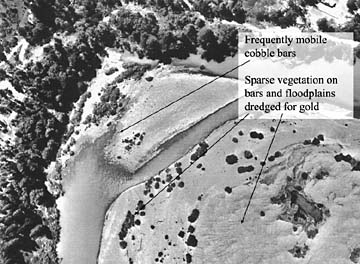 Aerial view of pre-dam channel showing frequently mobile cobble bars and sparse vegetation on bars and floodplains dredged for gold