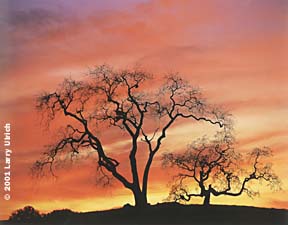 [photo of oak silhouette against sunset]