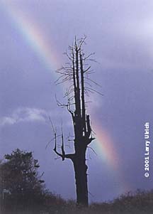 [photo of redwood snag silhouette against rainbow sky]