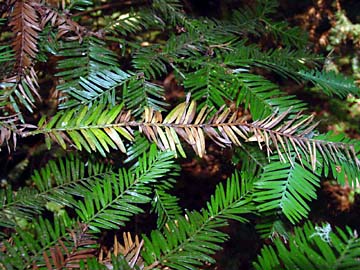 Redwood needles showing disease-affected areas
