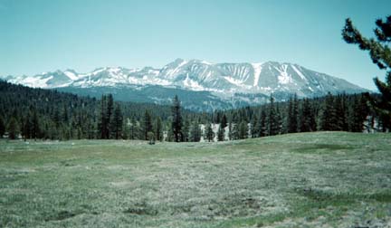 mountains, meadow, trees and clear sky