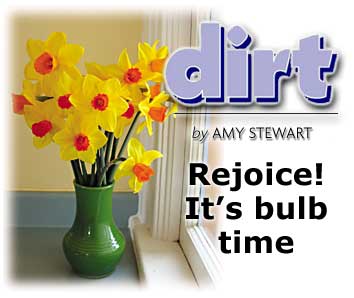 Heading: Dirt, Rejoice! It's bulb time, by AMY STEWART, photo of daffodils