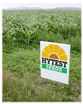 [cornfield, sign in front reading "Hytest seeds"]