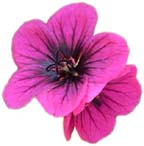 geraneum flower