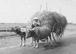 [photo of water buffalo cart]
