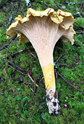 photo of Chanterelle mushroom