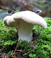 photo of Hedgehog mushroom