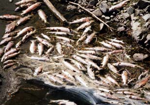 dead fish in shallow river