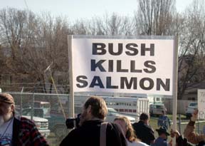 Protest sign saying "Bush kills salmon"