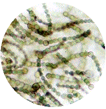 microscopic picture of blue green algae
