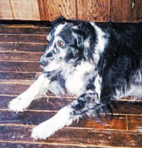 photo of Wabi, Herbalins' dog