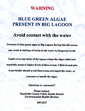 [text of warning sign] WARNING: BLUE GREEN ALGAE PRESENT IN BIG LAGOON Avoid contact with the water. Presence of blue green algae in Big Lagoon during this fall season can result in buildup of toxics in the water to dangerous levels. Small coves and inlets of the lagoon where the algae collect are especially prone to higher levels of these toxins. Children and pets in particular should avoid these areas, not ingest the water, or consume or handle the algae. Questions or comments? Please contact: Humboldt County Public Health Branch Environmental Health Division, 445-6215
