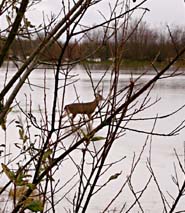 photo of deer in flood waters