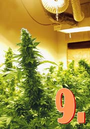 photo of marijuana plants