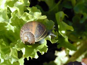 photo of a snail