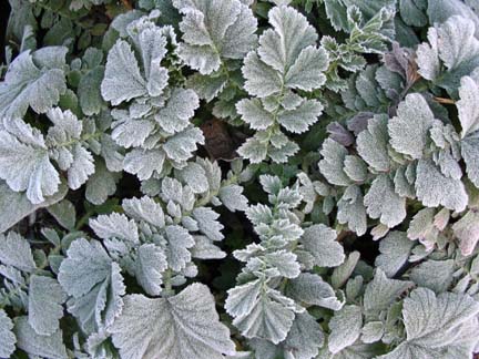 Photo of Geum Chiloense on a frosty morning