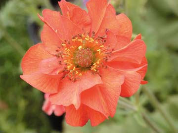 Photo of flower of G. Chiloense "Mrs. Bradshaw"