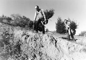 [photo of tree planters]