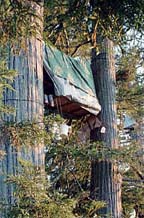 photo of a hammock tree-sit