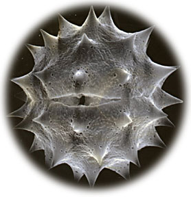 scanning electron micrograph (SEM) of feverfew pollen grain