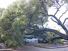 photo of fallen acacia tree and crushed cars
