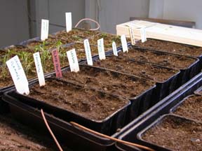 pots of seed starts with labels